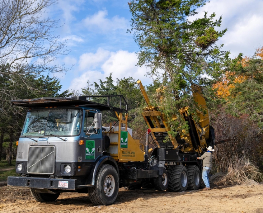 Nantucket_Tree_Transplanting_11 Nantucket tree moving, relocation, and transplanting